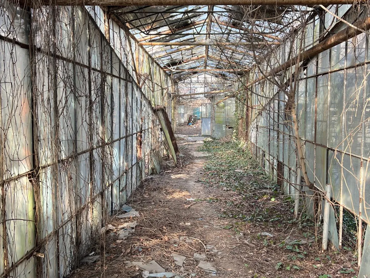 O parte din sere s-au transformat în ruine așteptând vremuri mai bune. Sursă foto: Newsweek România