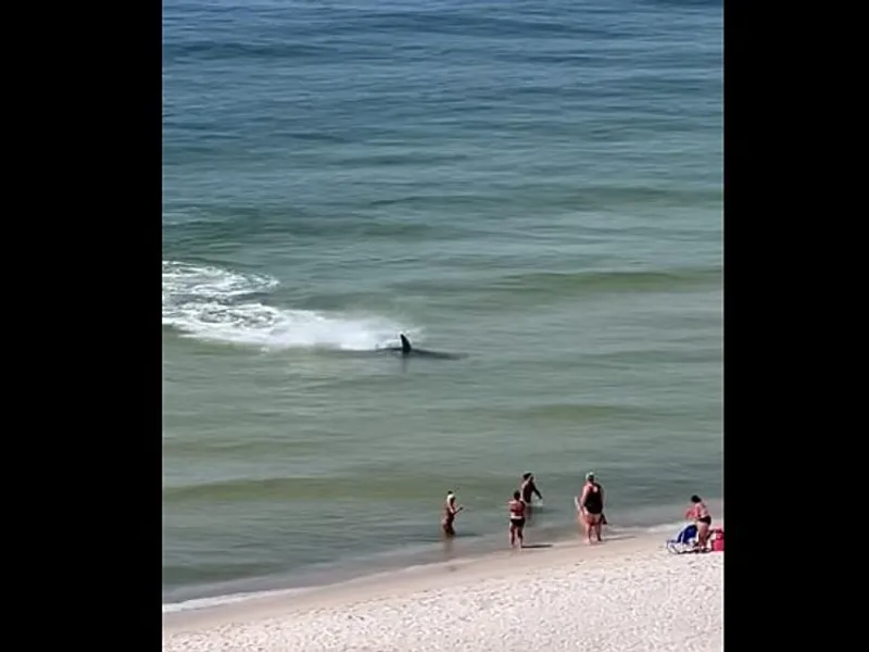 Un rechin ciocan se apropie, incredibil, la 2-3 metri de plaja Orange Beach din Florida. / Foto: 1079ishot.com