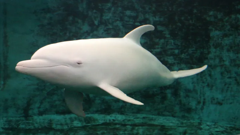 Plombir și Miranda, doi delfini albi au fost salvați din Ucraina și transferați în Spania Foto: International Marine Project (fotografie cu caracter ilustrativ)
