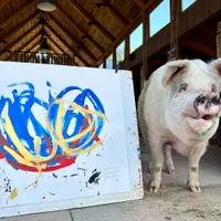VIDEO Pigcasso, purcelușa care a vândut tablouri de 1 milion $, a decedat. Declarată artist non-uman - Foto: Profimedia Images/ Imagine cu caracter ilustrativ