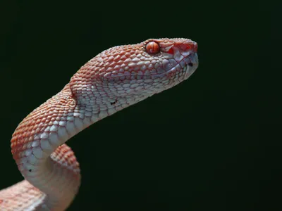 Un bărbat a fost mușcat de o viperă în zona Voronețului. Victima a ajuns în Terapie Intensivă Foto: Freepik (fotografie cu caracter ilustrativ)