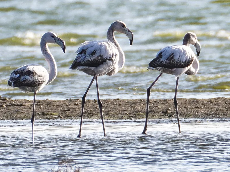 Păsări Flamingo - Foto: Auris Luca