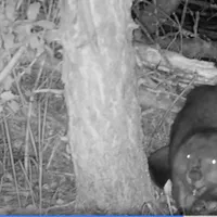 Castor surprins în Munții Făgăraș - Foto: Captură videop