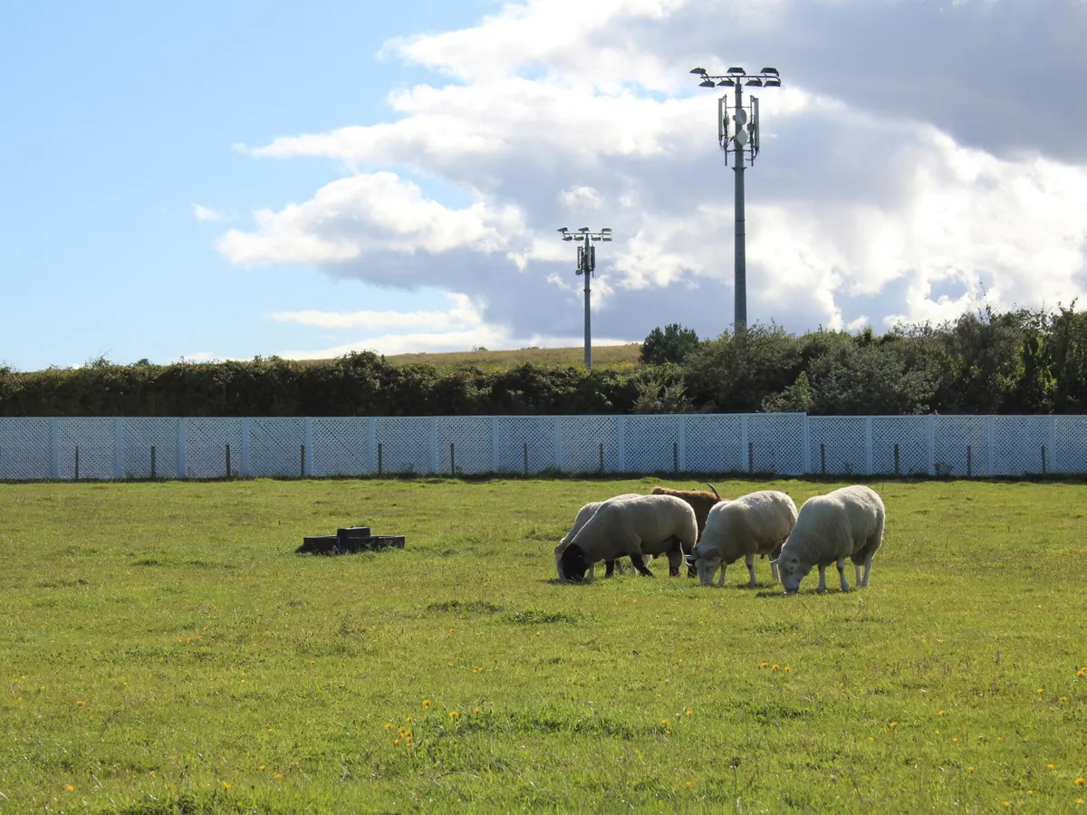 Oi printre panouri solare - Foto: Freepik