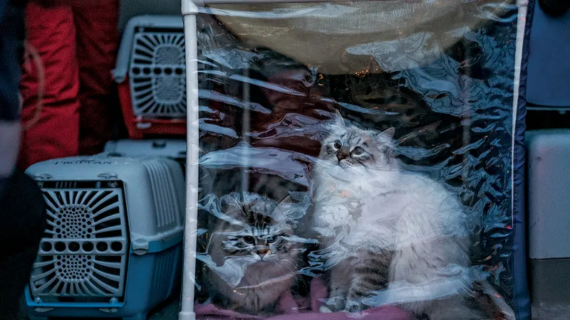 Animalele de companie pot fi și ele refugiate: pisicile aparținând ucrainenilor strămutați călătoresc cu duba veterinară după ce au traversat România