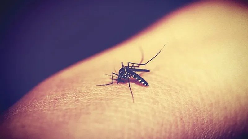 China eradichează malaria, după 70 de ani de luptă împotriva bolii transmise de ţânţarul anofel/FOTO: Pixabay