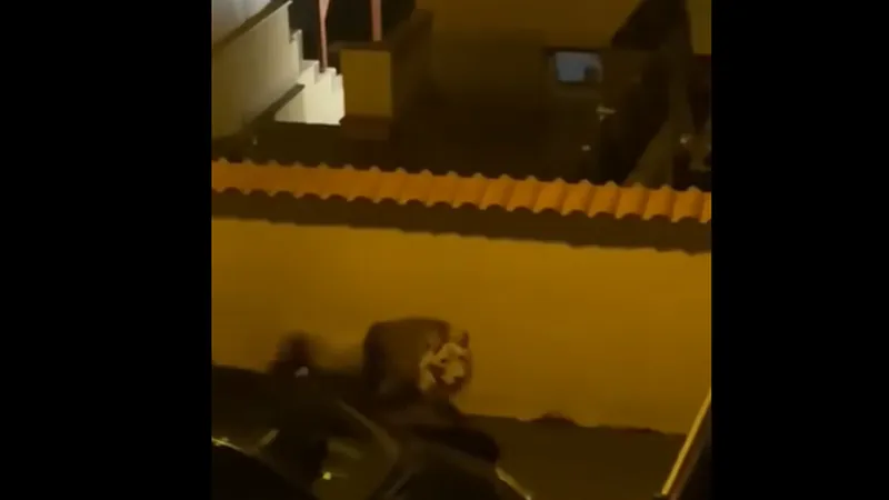 Un leu, „turist” pe străzile orașului Ladispoli. A evadat de la un circ ambulant - Foto: captură video