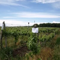 MIză imobiliară enormă: hectare de vie la marginea orașului, retrocedate cu complicații/FOTO: ziaruldeiasi.ro