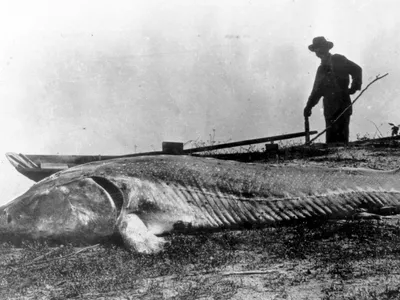 Morunul de 600 kg, prins în 1890 - Foto: arhiva