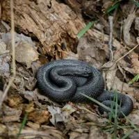 Șerpii veninoți ajung în gospodăriile românilor. Reptilele sunt extrem de periculoase Foto: Pexels (fotografie cu caracter ilustrativ)