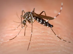 Cum să te protejezi de virusul West Nile. Recomandările Institutului Naţional de Sănătate Publică - Foto: Profimediaimages.ro