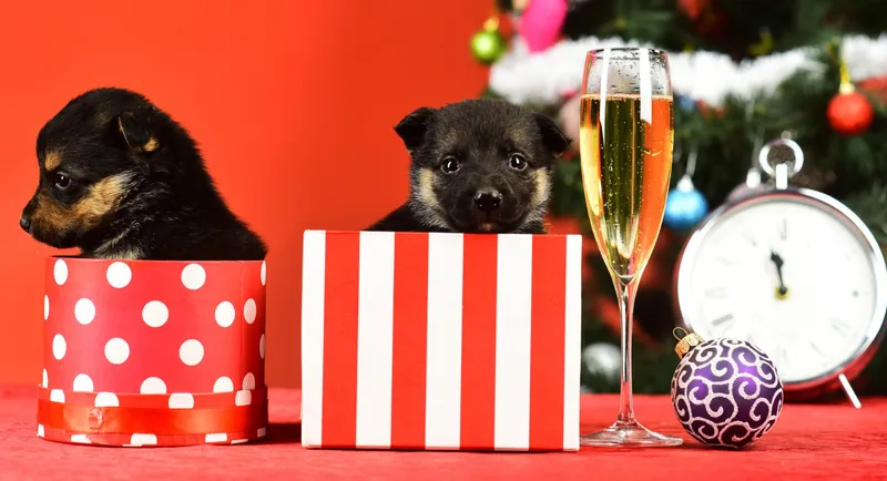 Căței &icirc;n cadouri de sărbători - Foto: Freepik (Imagine cu rol ilustrativ)