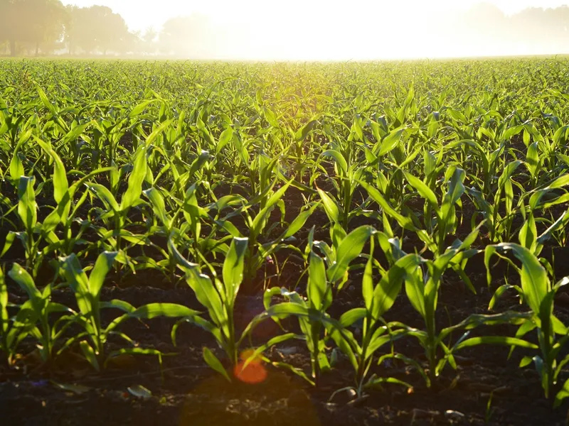 „Creditul Fermierului”, noua schemă de ajutor pentru agricultorii români - Foto: Pexels (cu rol ilustrativ)