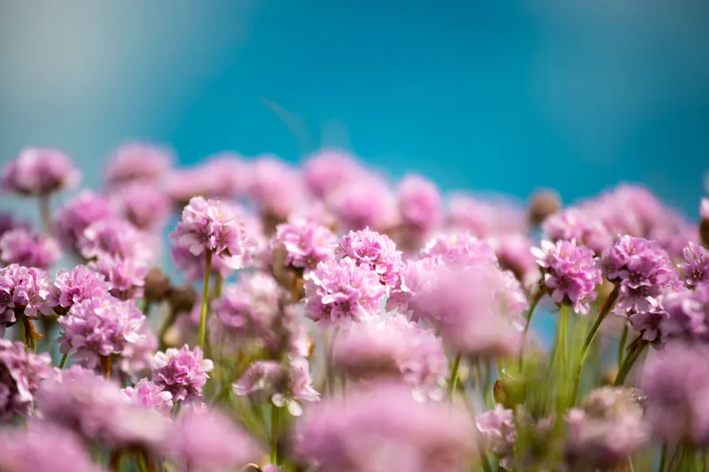 Armeria Foto: Pexels (imagine cu rol ilustrativ)