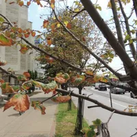 Tei uscați la Iași în plină vară/FOTO: ziaruldeiasi.ro