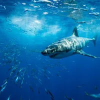 A rămas fără o mână după ce a fost atacată de rechin. A înotat spre el crezând că e un ton - Foto: Profimedia / imagine cu caracter ilustrativ