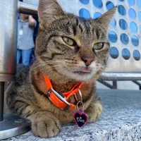 Mascota Aeroportului Otopeni a dispărut. Angajații fac un apel pentru pisica Vasi Foto: Facebook/ Aeroportul Otopeni