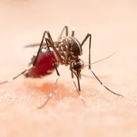Opt cazuri de West Nile, înregistrate de la începutul lunii iunie. Recomandările doctorilor - Foto: Freepik (Imagine cu rol ilustrativ)