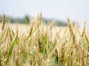 Agricultură- Foto: PEXELS PHOTOS