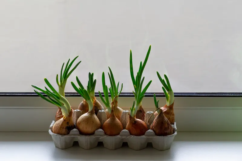 Bulbi ceapă - Foto: Freepik (Imagine cu rol ilustrativ)