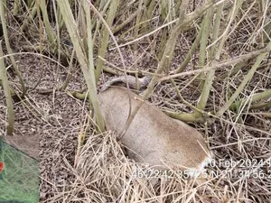 De ce au murit zeci de căprioare. A fost deschis şi un dosar penal pentru asta - Foto: IGPR