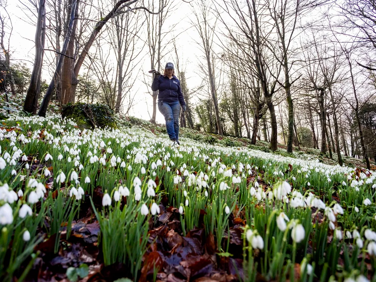 Ghiocei în pădure - Foto: Profimedia Images (rol ilustrativ)