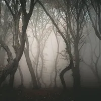 Pădurea Hoia-Baciu, imagine ilustrativă - Foto: Cluj.com