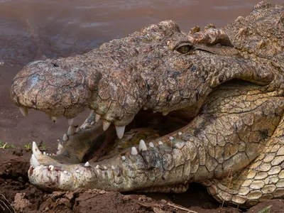 VIDEO Un crocodil de 6,4 metri, despre care se spune că a ucis peste 300 de oameni este în libertate - FOTO: Profimedia