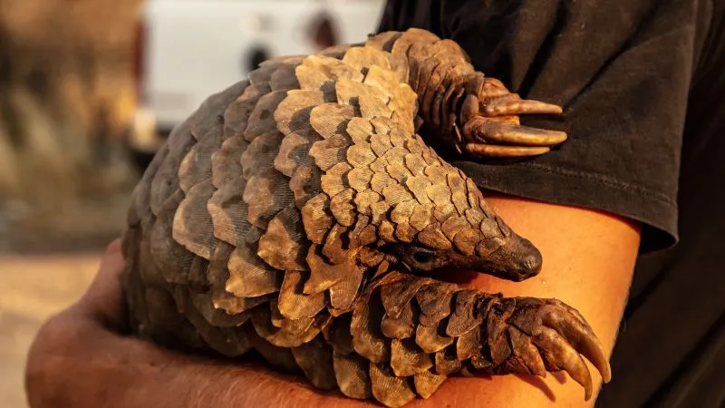 Pangolinii și solziile lor sunt acum cele mai traficate produse sălbatice din lume Credit: Piqsels.com/Domeniu public