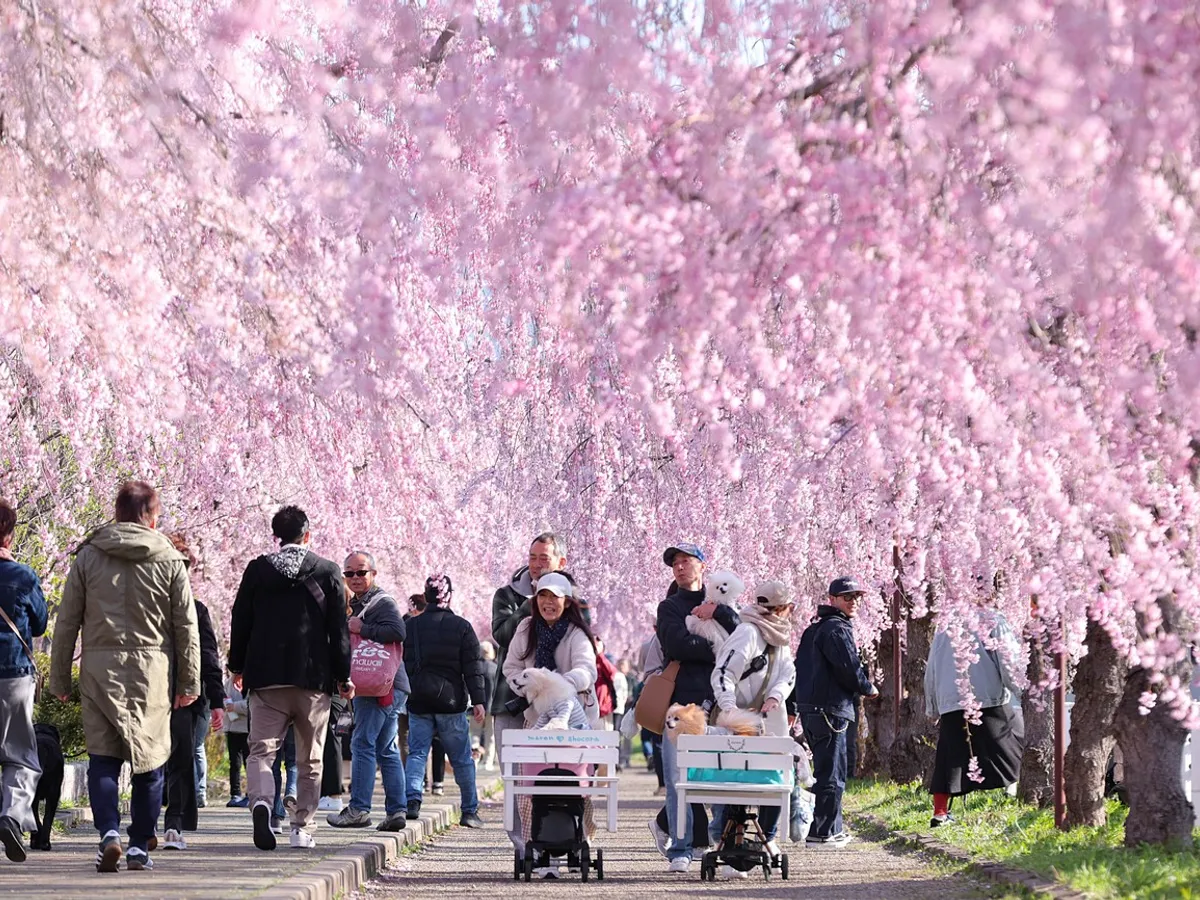 Un număr record de turişti străini au vizitat Japonia în luna martie pentru cireşii înfloriţi
