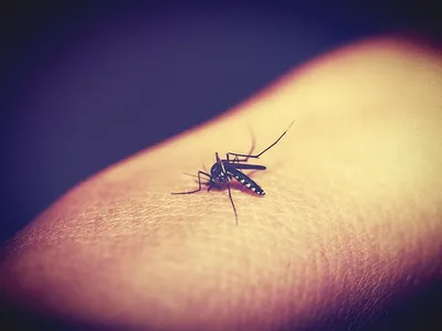 China eradichează malaria, după 70 de ani de luptă împotriva bolii transmise de ţânţarul anofel/FOTO: Pixabay