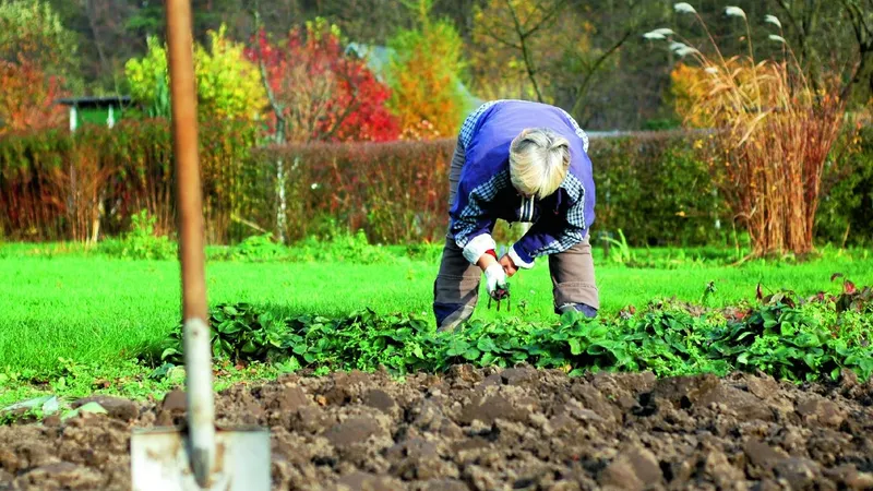 Leguma a cărei semințe te scapă de riduri și de căderea părului. O ai acum în grădină - Foto: Agromedia / imagine cu rol ilustrativ