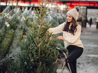 Brazi de Crăciun - Foto: Freepik (imagine cu rol ilustrativ)