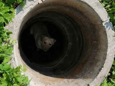 Un cățel care a căzut într-o fântână din localitatea Feleacu a fost salvat după intervenția pompierilor clujeni Foto: ISU Cluj