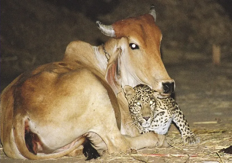 Vaca si leopardul