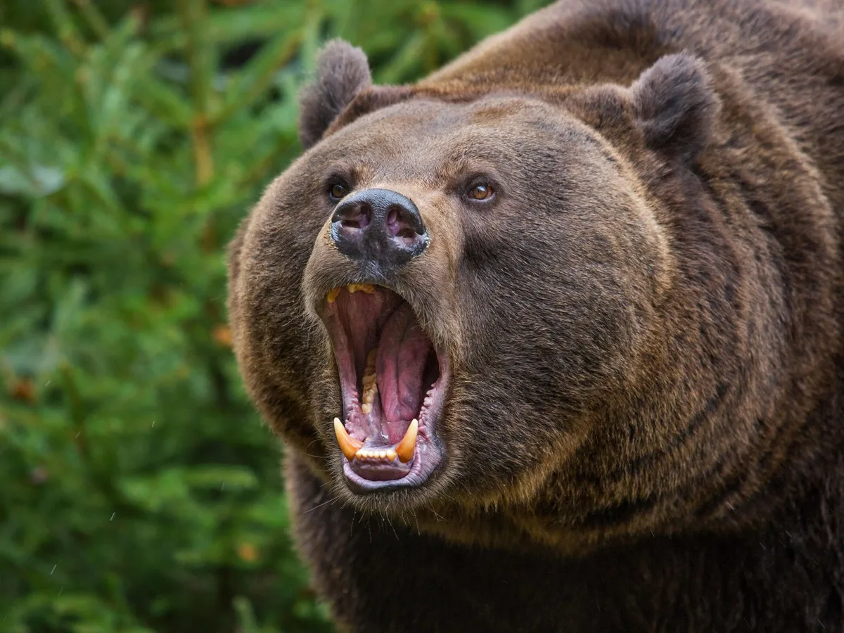 Bestia care l-a atacat pe șeful Salvamont Predeal, împușcat mortal. Puii ursoaicei au fost relocați - Foto: Profimedia images - Caracter ilustrativ