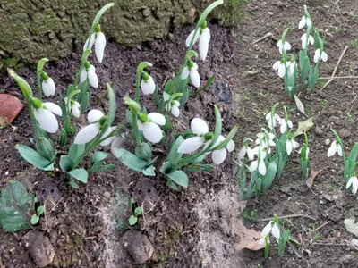 VIDEO METEO Invazie de ghiocei în miezul iernii. Specialiștii cred că e semnul unui dezastru - Fotot. Newsweek