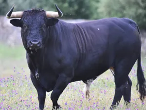 Un român a murit după ce a fost atacat de taur. Bărbatul era în timpul programului de muncă - Foto: Arhiva