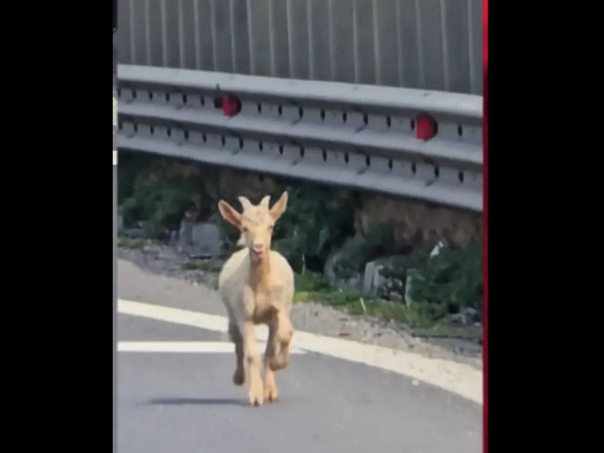 Doar în România se poate întâmpla! Pericol de moarte, o turmă de capre a blocat autostrada - Foto: captură video
