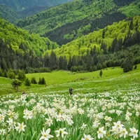 A înflorit Poiana narciselor, un loc de poveste. Cei care rup florile, amendați cu 10.000 lei foto: Muntii nostri (fotografie cu caracter ilustrativ)