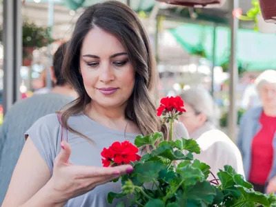 Cum pregătești mușcatele pentru sezonul de primăvară? Ai nevoie de o lingură și de lumină naturală - Foto: Freepik (Imagine cu rol ilustrativ)