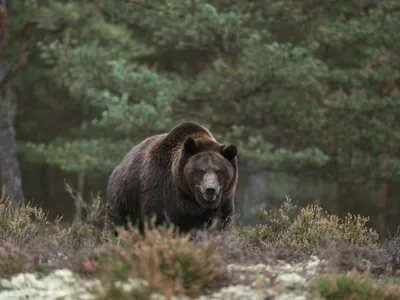 Un bărbat a sfârșit ucis de urs lângă Bicaz Chei - Foto: Profimedia images