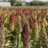 Cereala din Africa ce ar putea cuceri România - Foto: botanistii.ro - cu rol ilustrativ