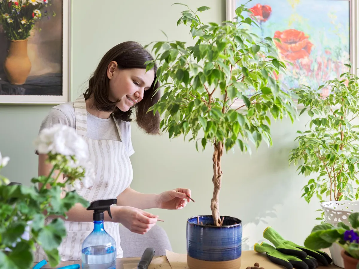 Cum să-ți alegi planta Feng Shui în funcție de zodie. Îți schimbă energia în casă, aduce noroc și bani