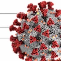 Imunitate limitată confirmată: anticorpii dispar după infectarea cu coronavirus