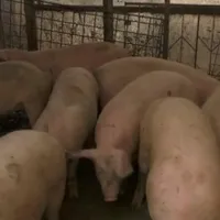 Ce riscuri sunt atunci când cumperi porci de pe internet. Carnea a ajuns să fie vândută pe internet Foto: captură Antena3
