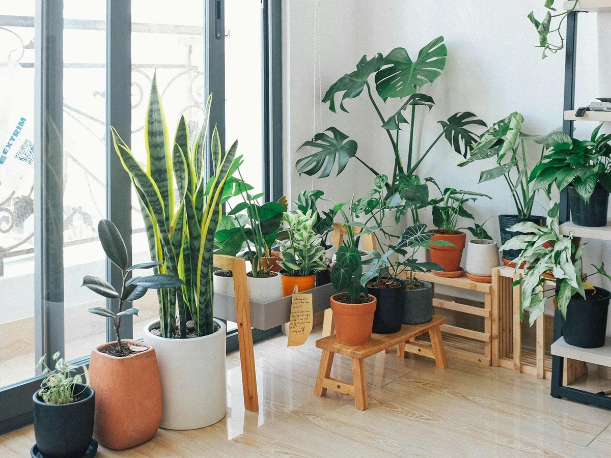 Plante ce purifică gratis aerul din casă. Esențiale dacă stai la oraș. Aer curat fără aparate scumpe - FOTO: Pexels (imagine cu rol ilustrativ)