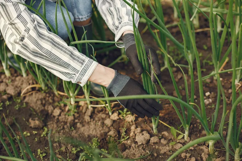 Prim-plan al unui grădinar care plantează ceapă verde - Foto: Pexels (Imagine cu rol ilustrativ)