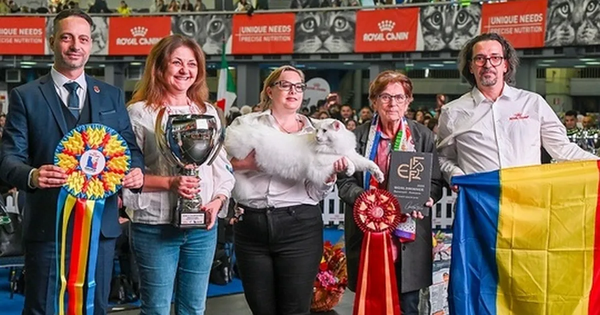 FOTO Un motan Wild Forest’s din România, desemnat cea mai frumoasă pisică din lume • Newsweek România