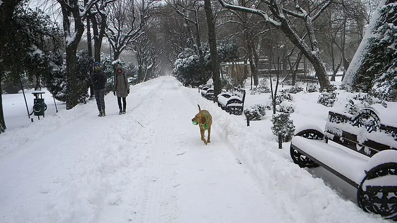 Ninsori abundente peste România - Foto: Wikimedia/Britchi Mirela/CC BY-SA 4.0